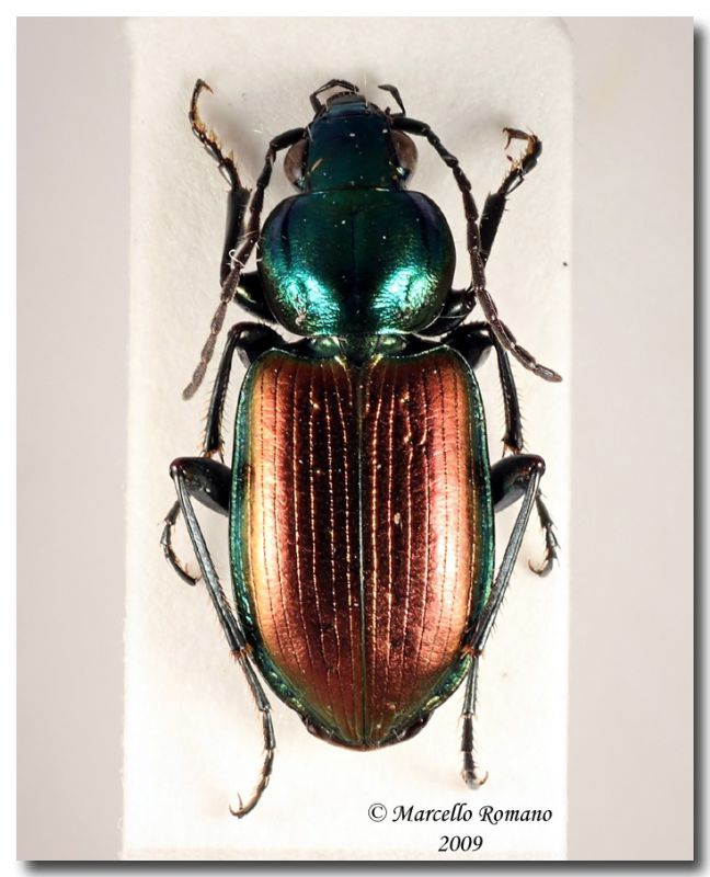 Agonum sexpunctatum  Friuli_ 29.VI.2005 forum.jpg