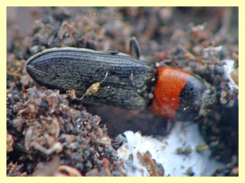 probabile Cardiophorus ruficollis Anzio 7.2.2012 (1).JPG