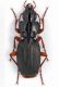 Carabidae sp. 1mm.15  - Bosnia - Zelengora 2011.jpg