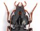 Carabidae sp. 2 -  mm. 14 - Bosnia - Zelengora 2011_2.JPG