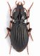 Carabidae sp. 2 mm. 14 - Bosnia - Zelengora 2011.jpg