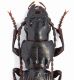 Carabidae sp. 3 - mm.17 - Bosnia - Zelengora 2011_2.JPG