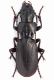 Carabidae sp. 3 mm.17 - Bosnia - Zelengora 2011.jpg