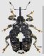 Cionus sp.jpg
