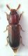 Corticeus.jpg