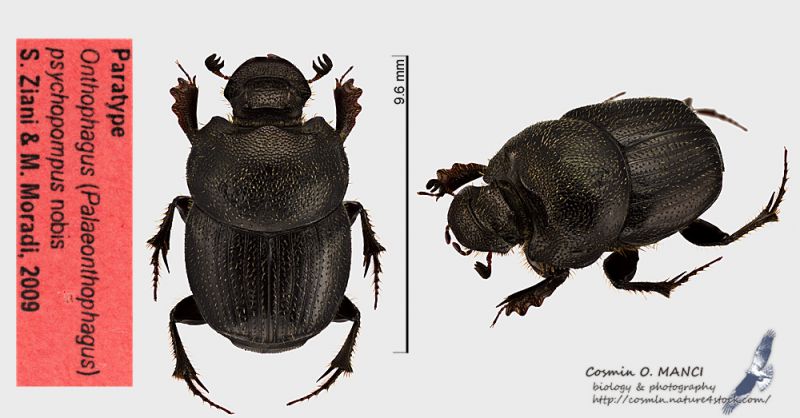 Onthophagus_psychopompus_f_s.JPG