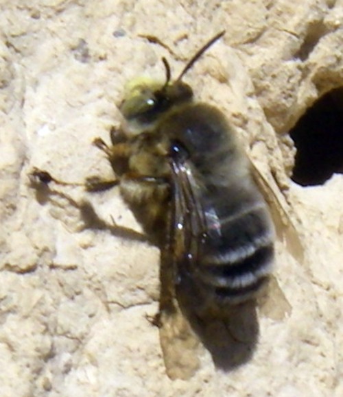 Anthophora sp. 1.jpg