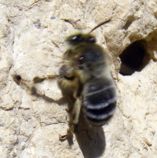 Anthophora sp. 2.jpg