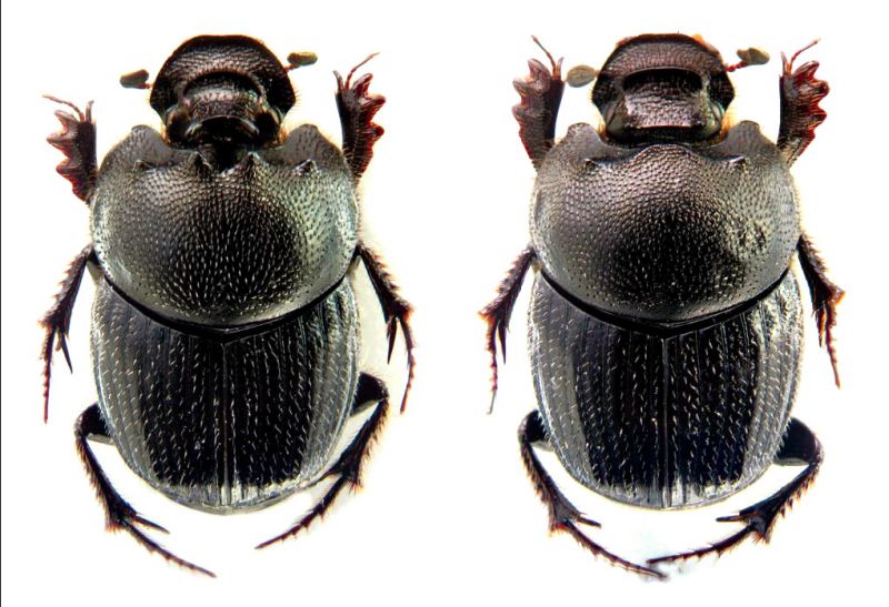 Onthophagus psychopompus.jpg