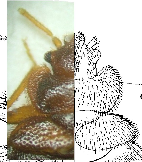 Cimex_lect.jpg