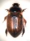 Calicnemis latreillii 001 copia.jpg
