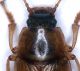 Xanthomus pallidus 003 copia.jpg