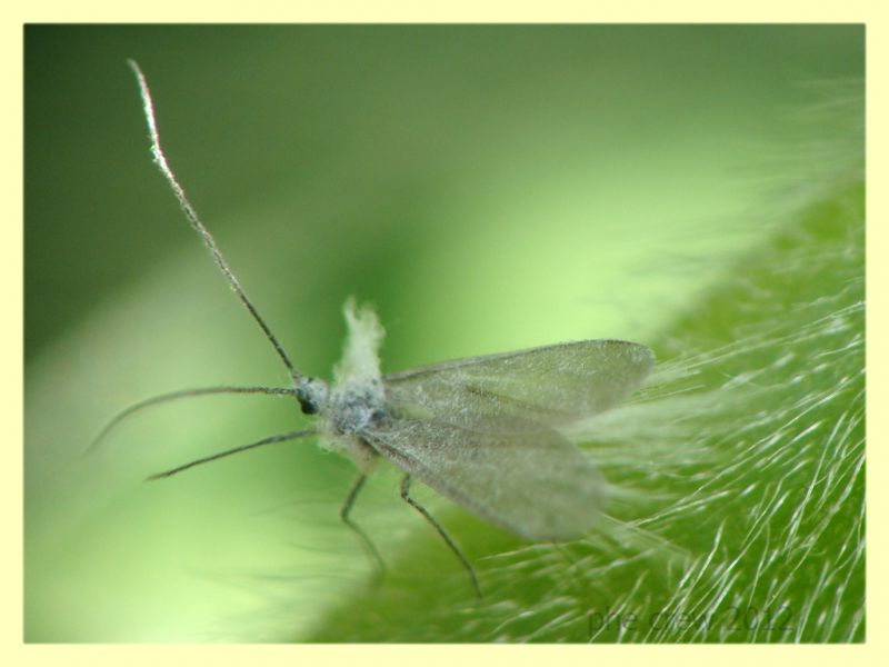 probabile Aphididae Anzio 28.3.2012.JPG