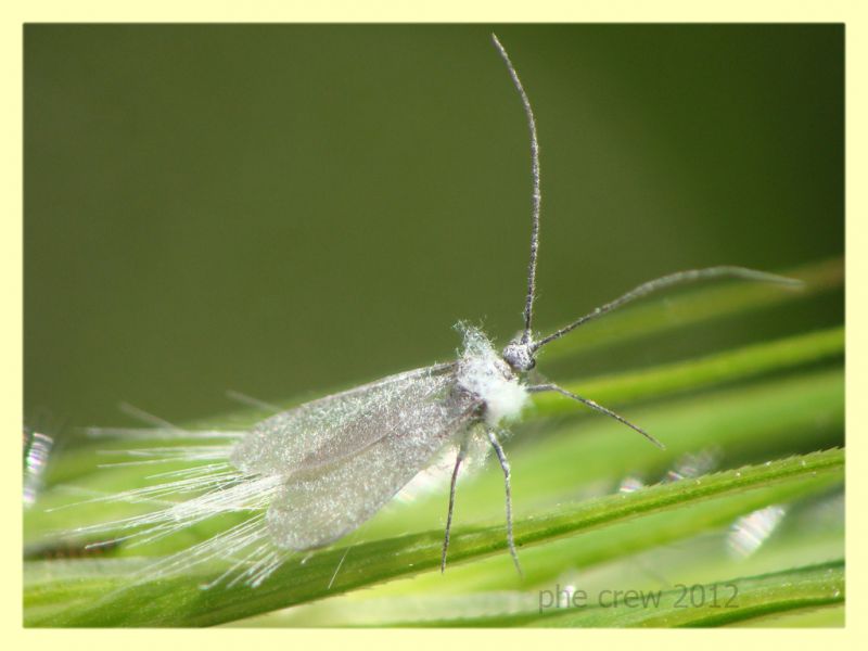 probabile Aphididae Anzio 28.3.2012 (2).JPG