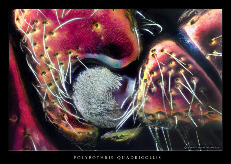 Polybothris quadricollis 3.jpg