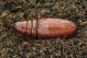 pupa.jpg
