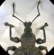 curculionidae par FEI.jpg