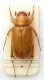 Pachydema lamotteae.jpg