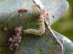 Ancylis_mitterbacheriana_attività_trofica_larva_2.jpg