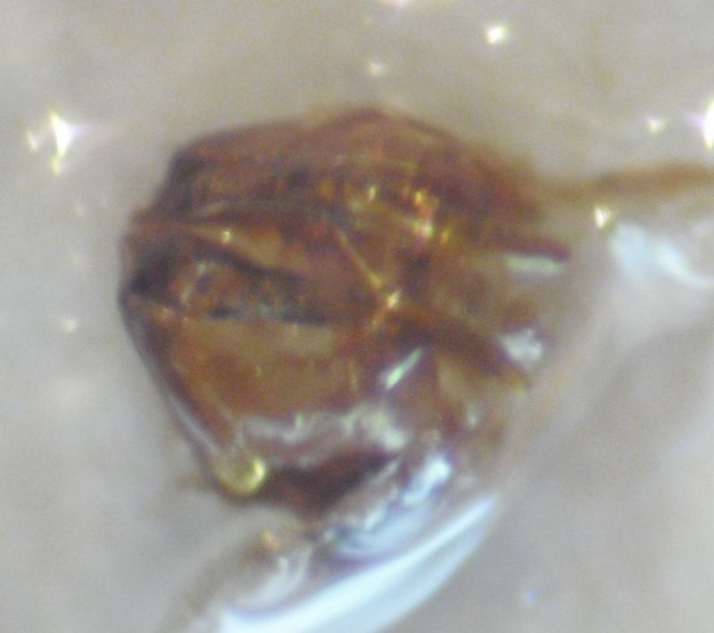 CIMG0695.jpg