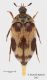 Attagenus_web.jpg