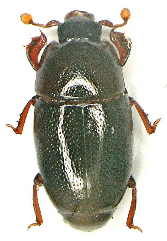 Paromalus flavicornis.jpg