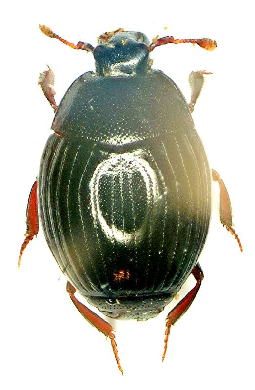 Pseudepierus italicus.jpg