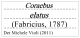 cartellino2.png