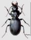 Pterostichus (Sterocorax) globosus FEI .jpg