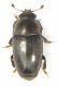 Nitidulidae.jpg