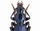 Laemostenus dalmatinus male L. 20 mm. - Bosnja Zelengora, 1700 mt. VII-2012_2.JPG