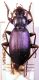 L. janthinus.jpg