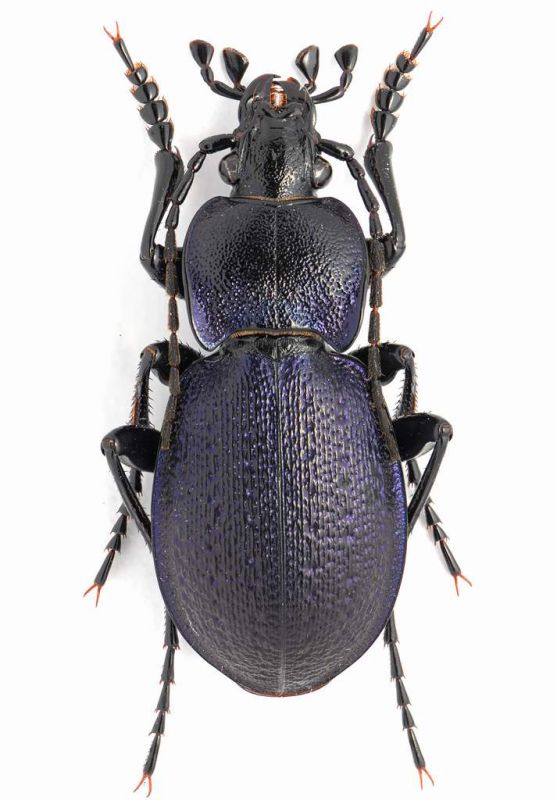 Tomocarabus convexus miliusi male l6 mm. - Hercegowina- Nevesjnie Sopilia VIII-2012.jpg