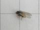 Agromyzidae_Phytomyza_adulto.jpg