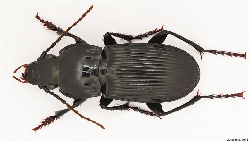 Carabidae Roccaforte low.jpg