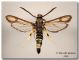 Bembecia scopigera maschio_ Bohemia02_forum.jpg