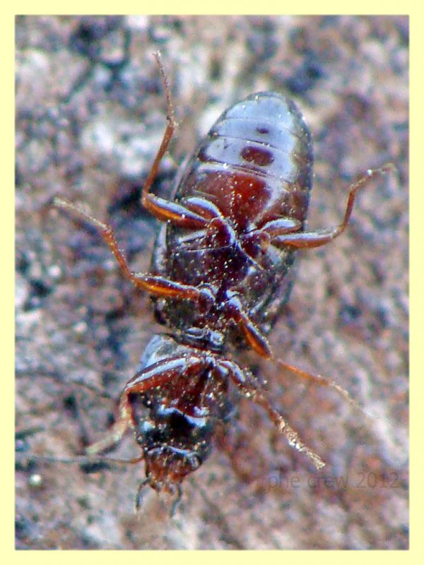 Carabidae 3 mm. Anzio 26.3.2012 (2).JPG