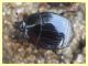 probabile Margarinotus - Anzio - 25.3.2012 (1).JPG