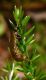 Crioceris larva 013.JPG