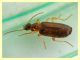 probabile Dromius agilis Anzio 2.4.2012 (2).JPG