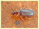 probabile Dromius agilis Anzio 2.4.2012 (4).JPG