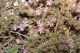 Pianosa4 Frankenia pulverulenta L. subsp. pulverulenta.JPG