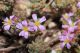 Pianosa3 Frankenia pulverulenta L. subsp. pulverulenta.JPG