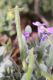 Pianosa5 Matthiola tricuspidata siliqua.JPG