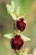 Pianosa20 Ophrys argolica crabronifera.JPG