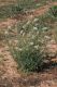 Pianosa30 Reseda alba.JPG