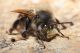 Pianosa44 Anthophora plumipes.JPG