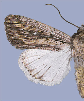 Leucania_putrescens_CD_Noctuiden_Europas.jpg