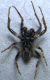 DSCN9672 - Copia.JPG