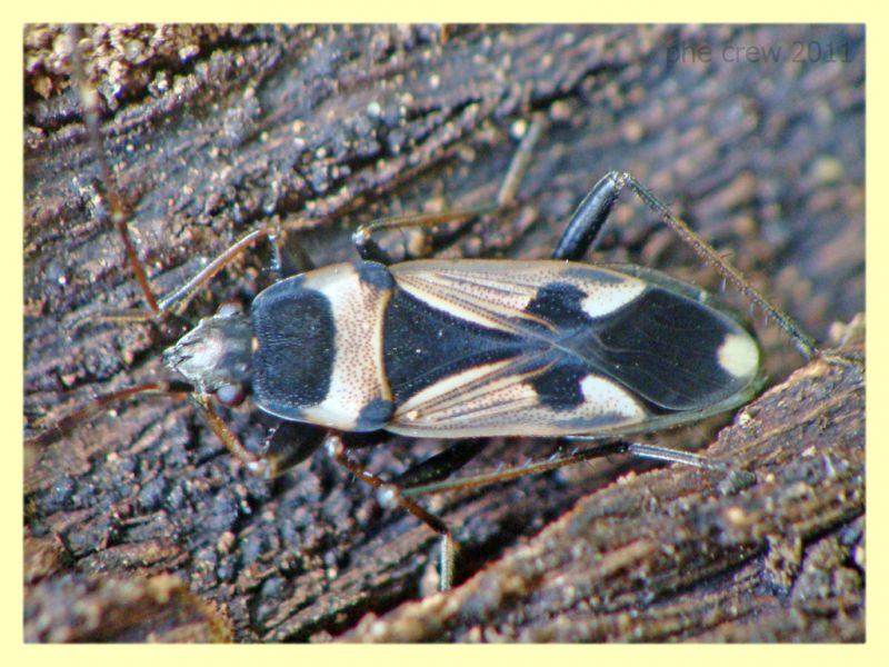 Lygaeidae Anela 12.8.2011 (1).JPG